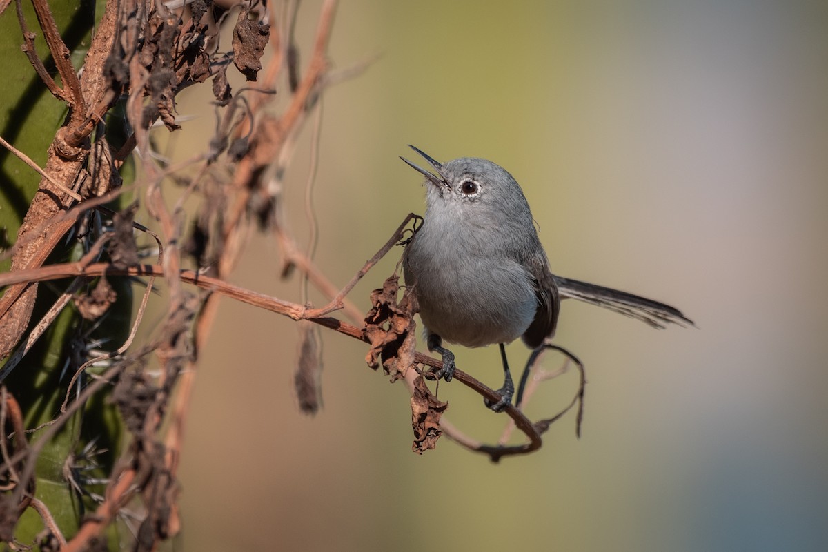 Black-capped Gnatcatcher - ML635707408