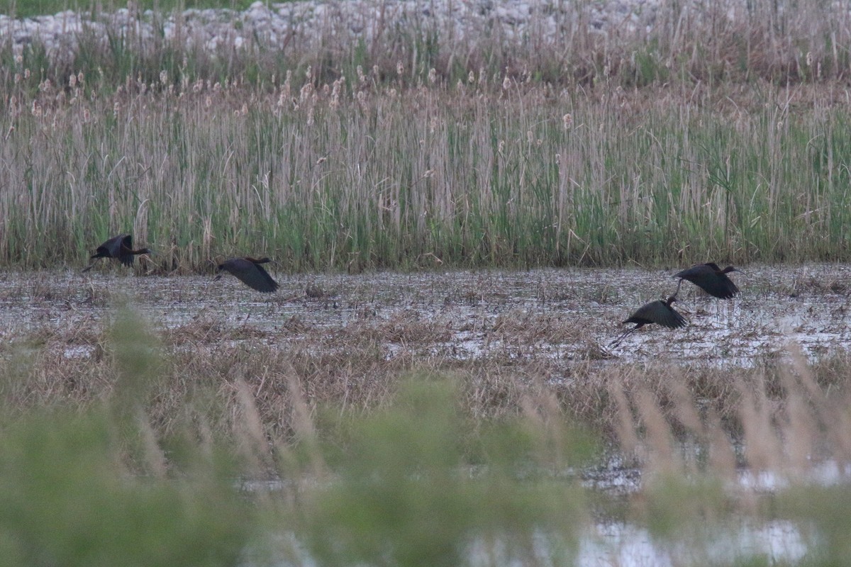 Glossy Ibis - ML635707410