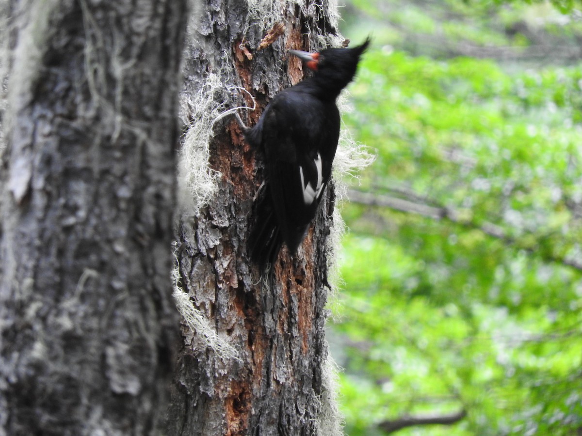 Magellanic Woodpecker - ML635707411