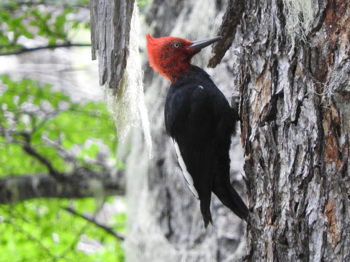 Magellanic Woodpecker - ML635707412