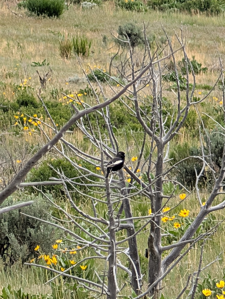 Lark Bunting - ML635707486