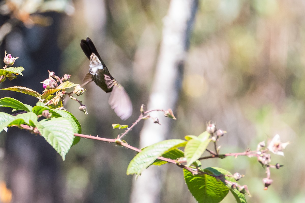 Rufous-capped Thornbill - ML635707580