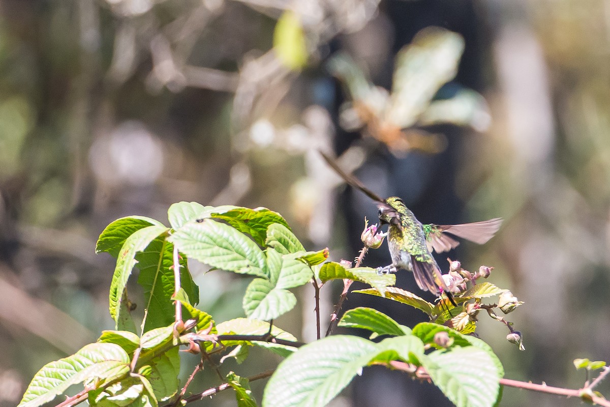 Rufous-capped Thornbill - ML635707581