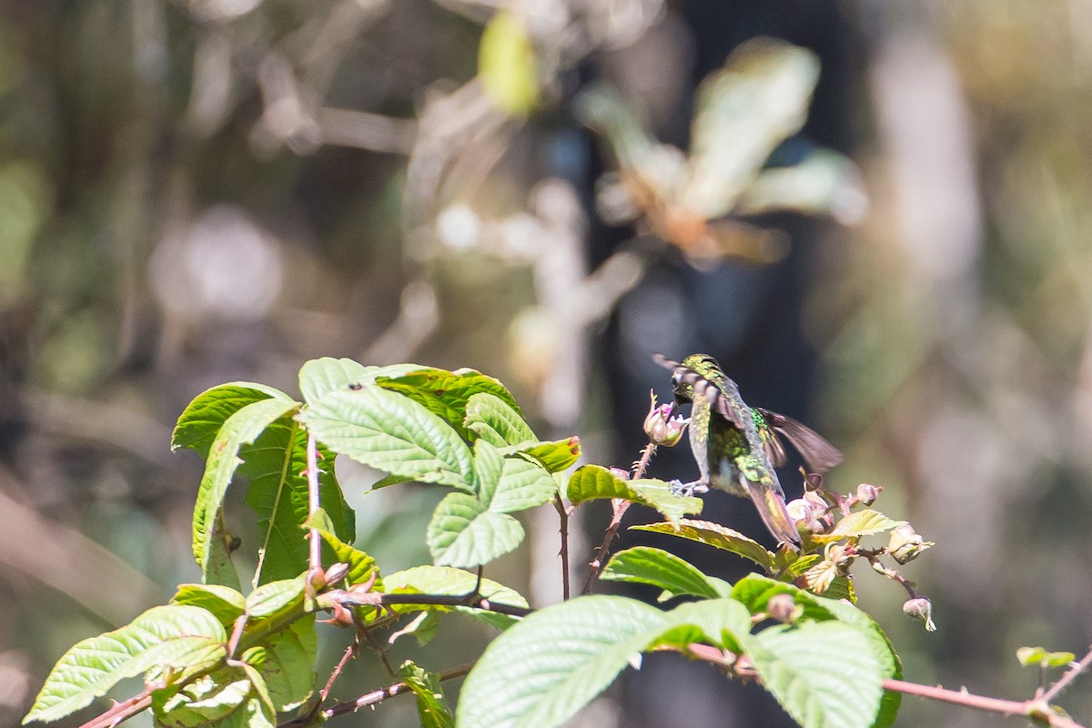 Rufous-capped Thornbill - ML635707583