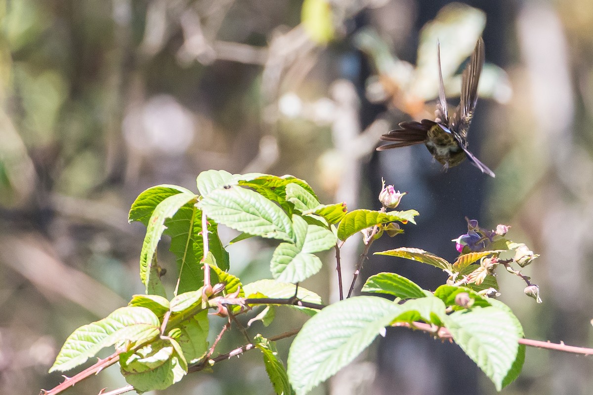 Rufous-capped Thornbill - ML635707585