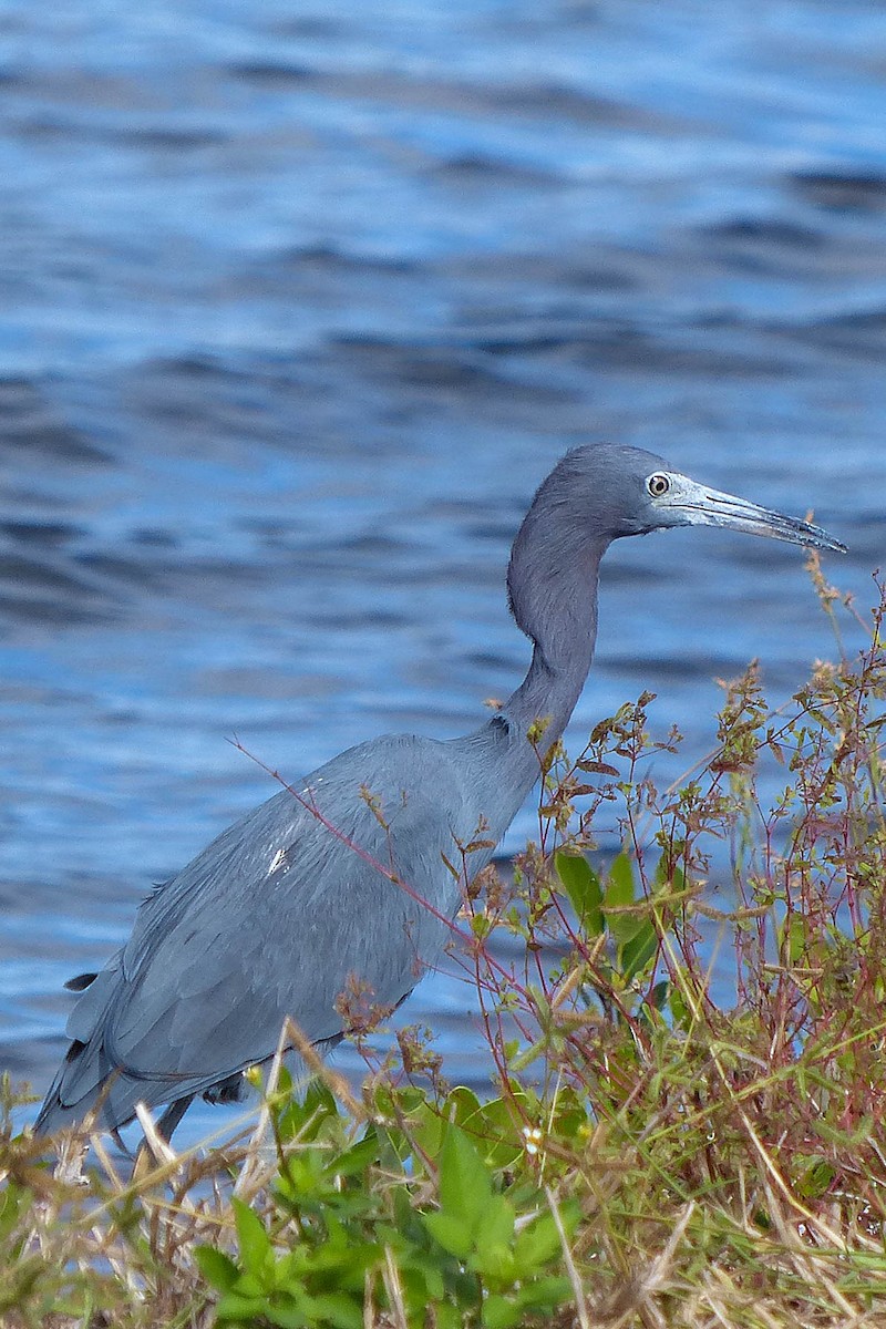 Little Blue Heron - ML635707619