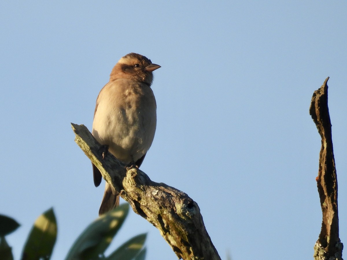 Yellow-throated Bush Sparrow - ML635707703