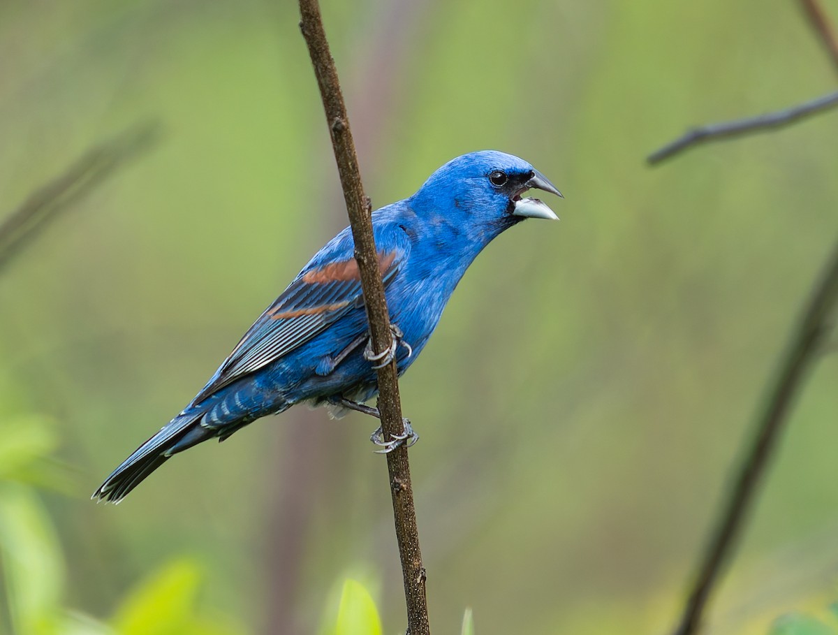 Blue Grosbeak - ML635707728