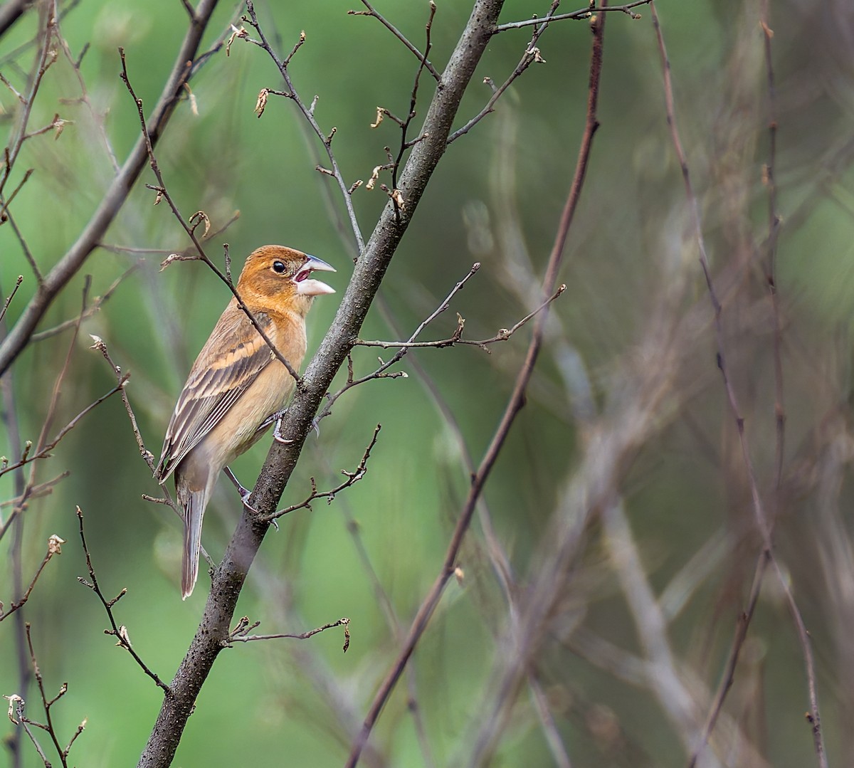 Blue Grosbeak - ML635707729
