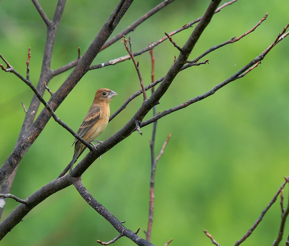 Blue Grosbeak - ML635707730