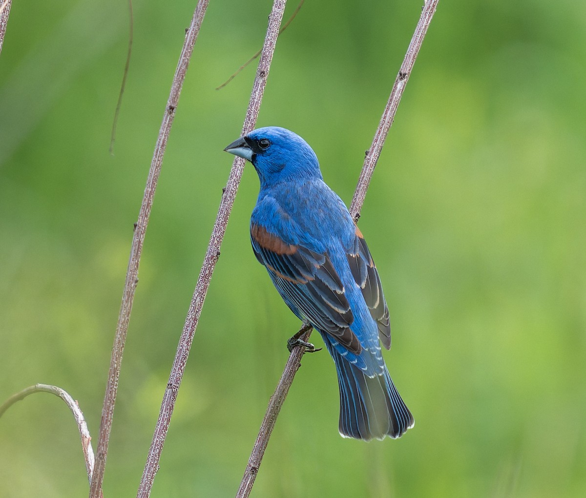 Blue Grosbeak - ML635707731