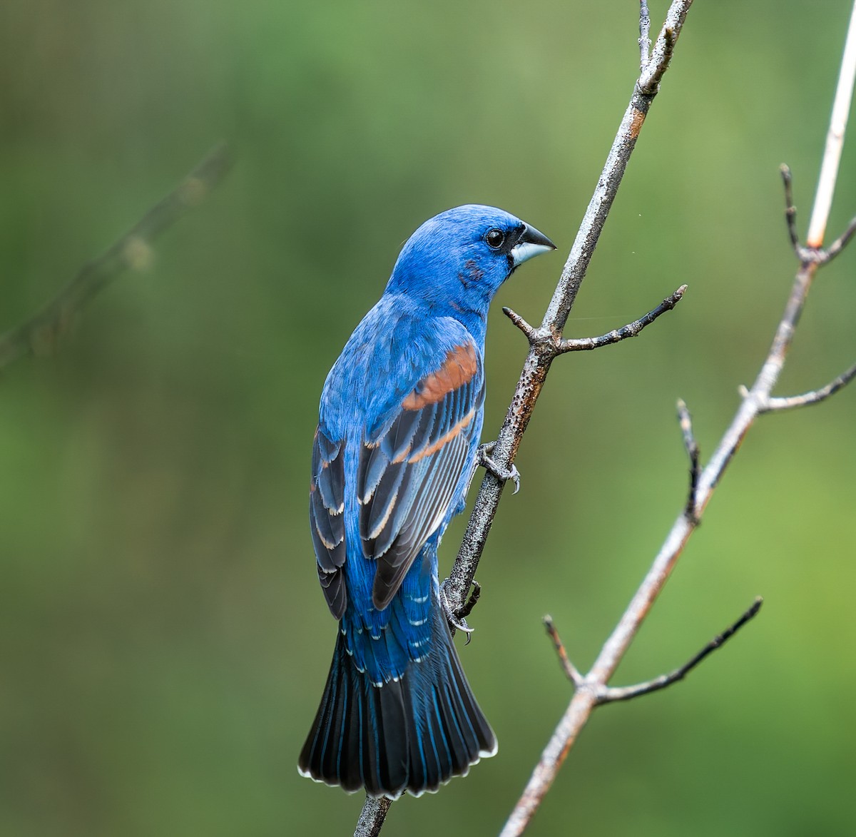 Blue Grosbeak - ML635707732