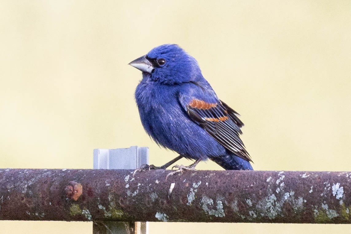 Blue Grosbeak - ML635707886