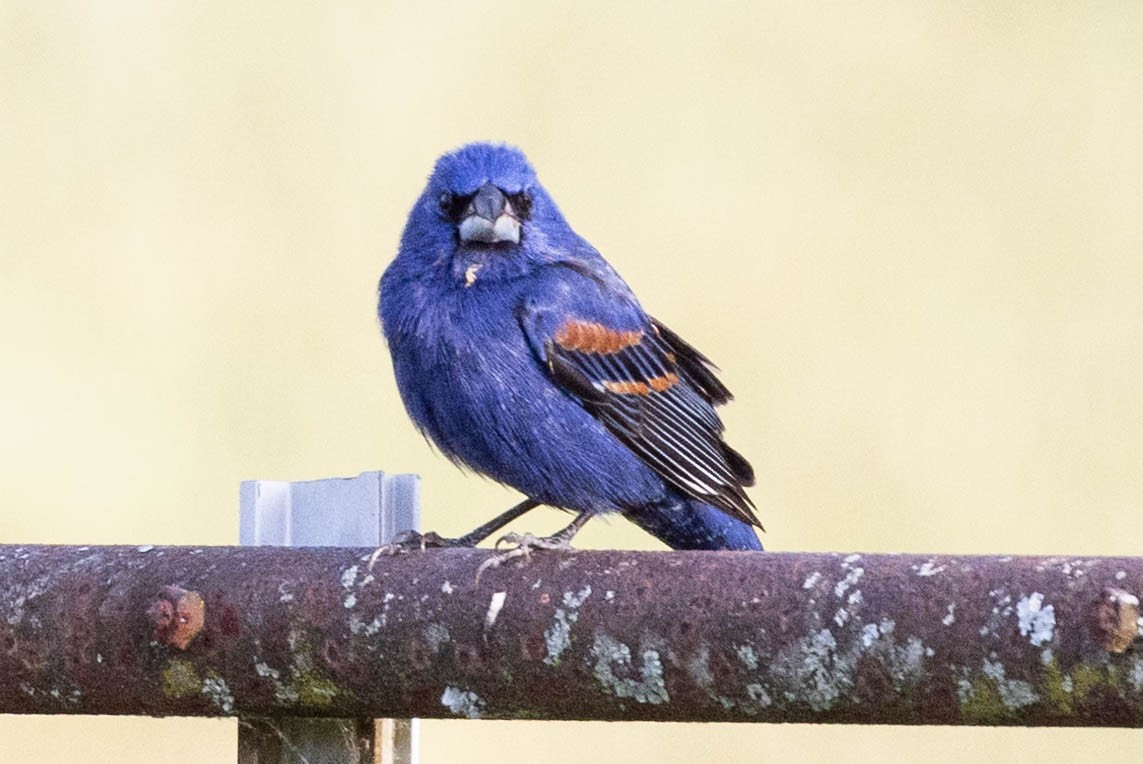 Blue Grosbeak - ML635707888