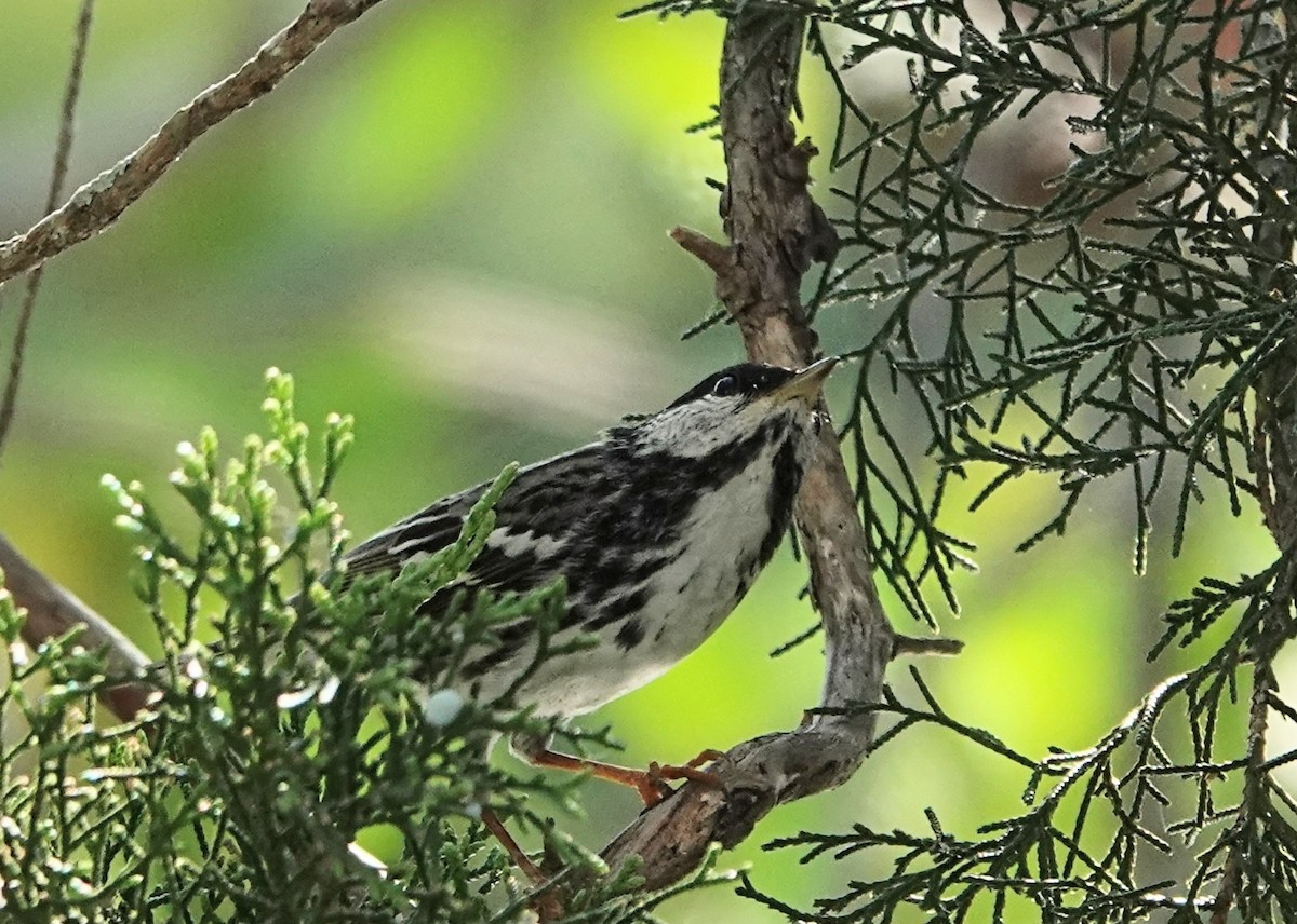 Blackpoll Warbler - ML635707915