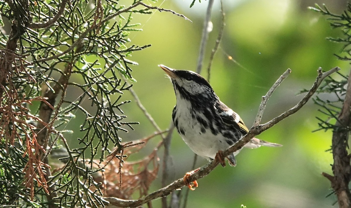 Blackpoll Warbler - ML635707916