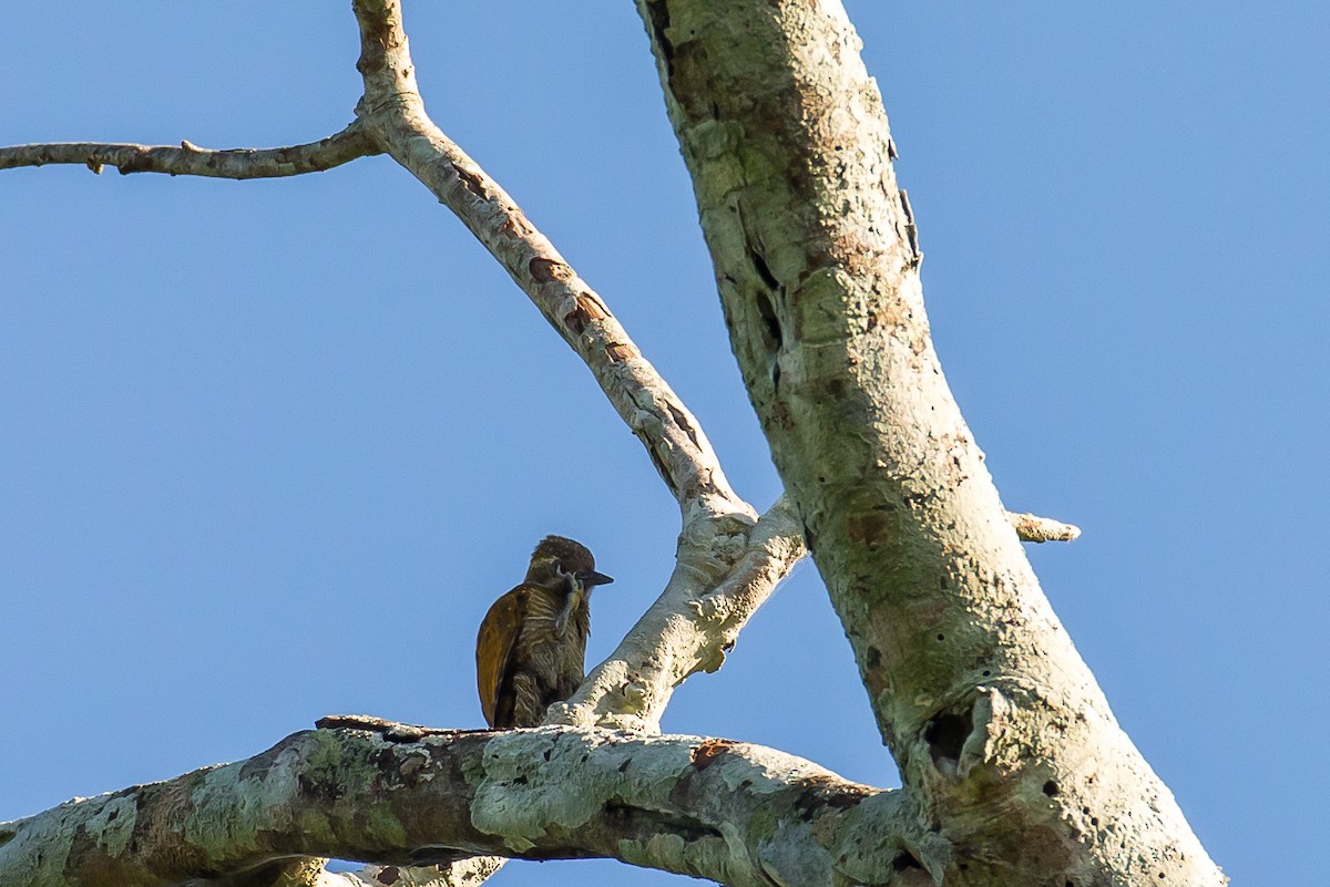 Little Woodpecker - ML635708062