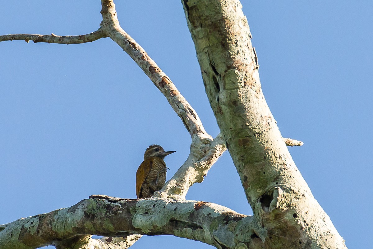 Little Woodpecker - ML635708065