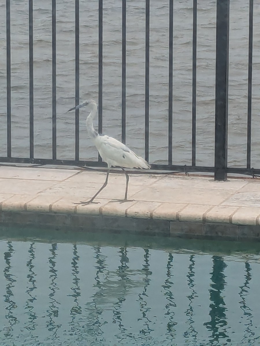 Little Blue Heron - ML635708078