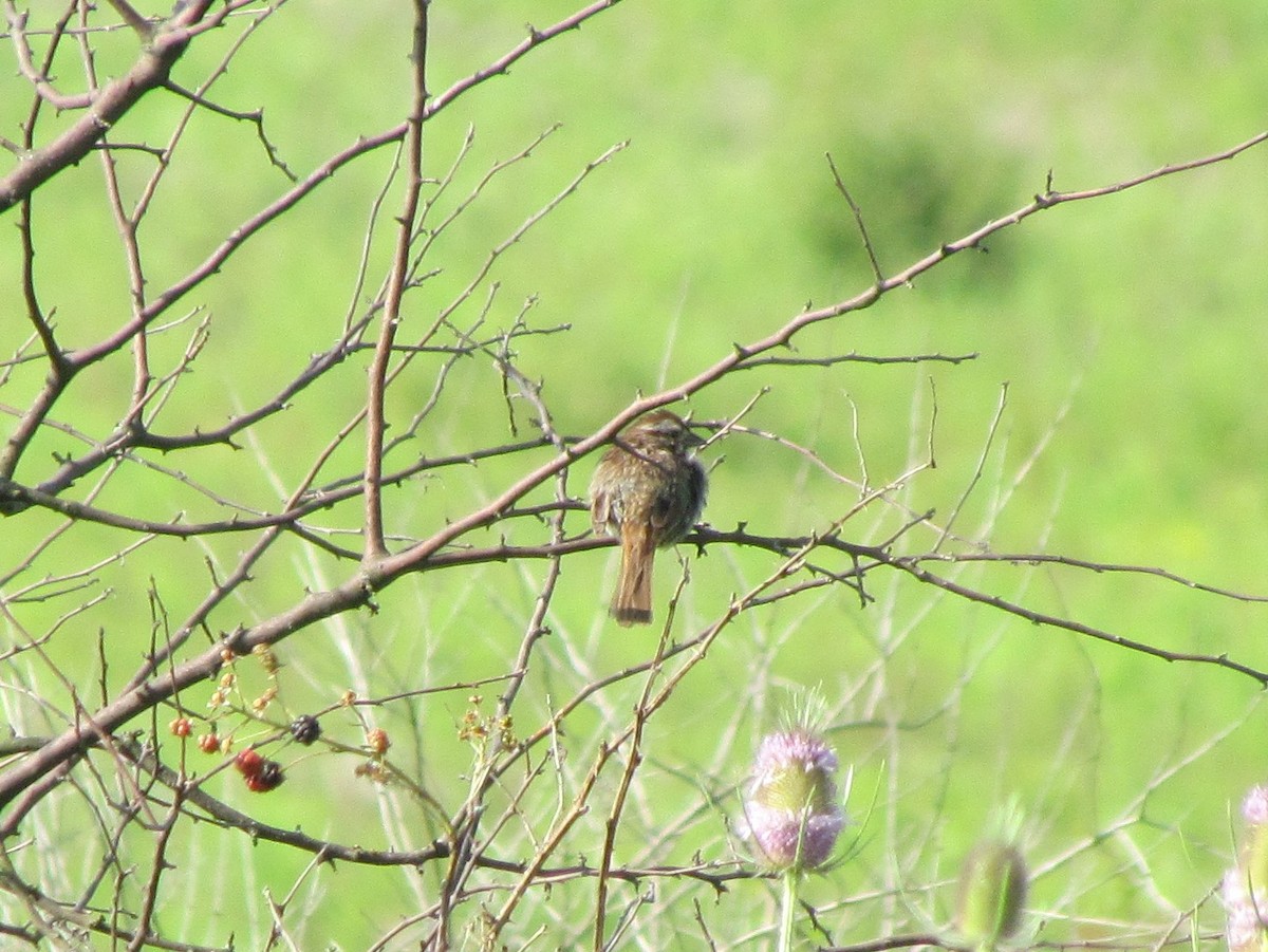 Song Sparrow - ML63570811