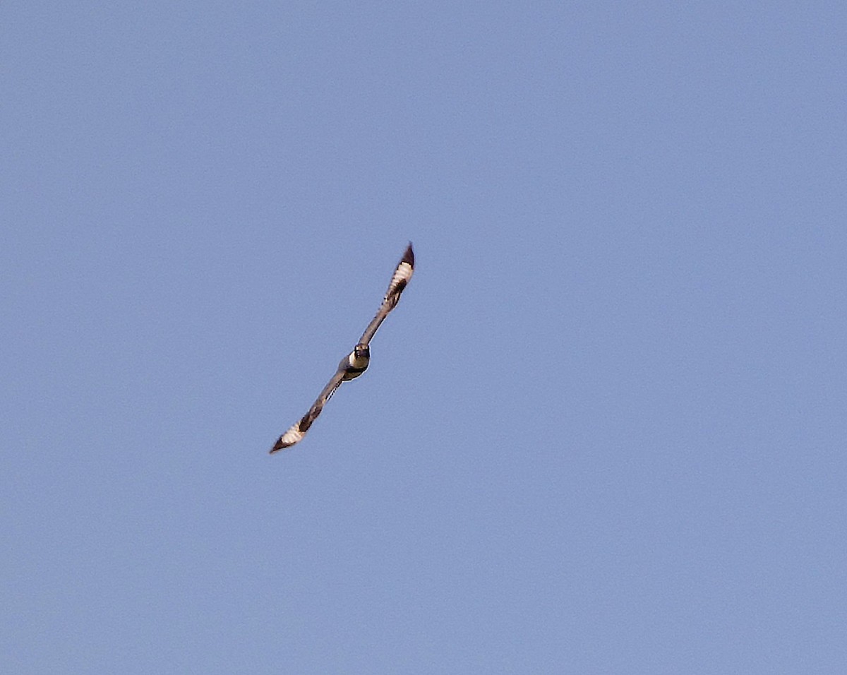 Belted Kingfisher - ML635708138