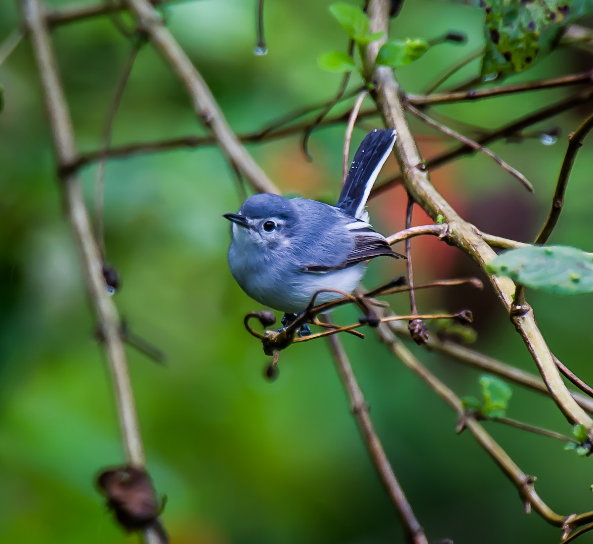 White-browed Gnatcatcher - ML635708171