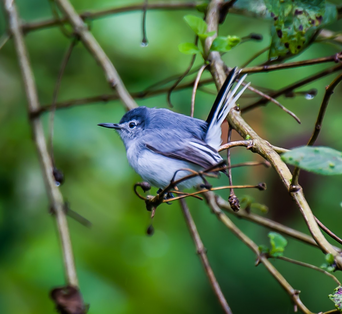 White-browed Gnatcatcher - ML635708172