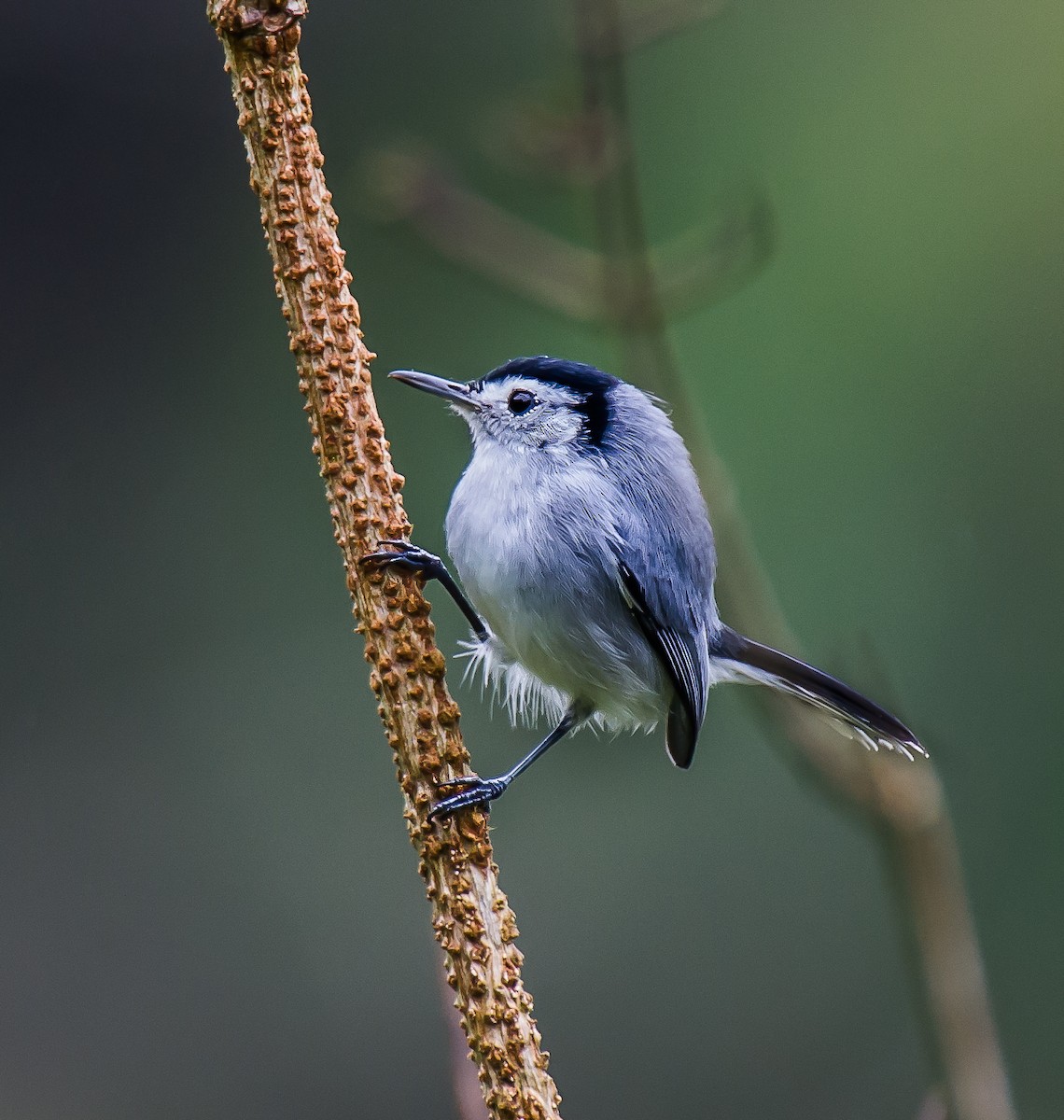 White-browed Gnatcatcher - ML635708173