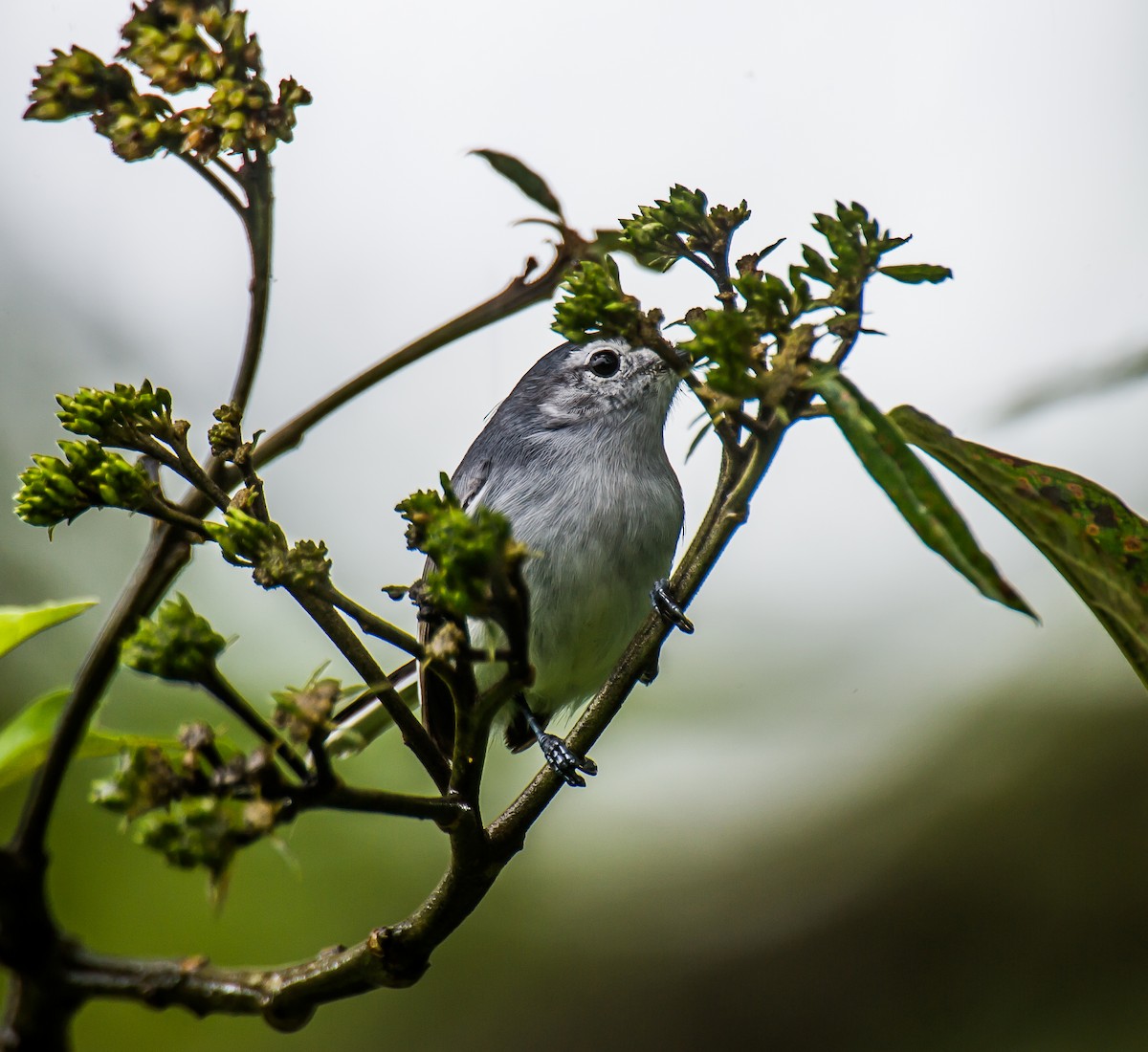 White-browed Gnatcatcher - ML635708174