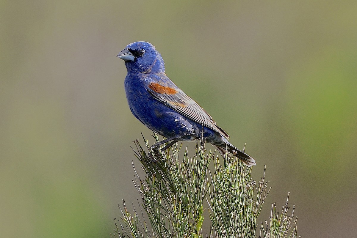 Blue Grosbeak - ML635708267