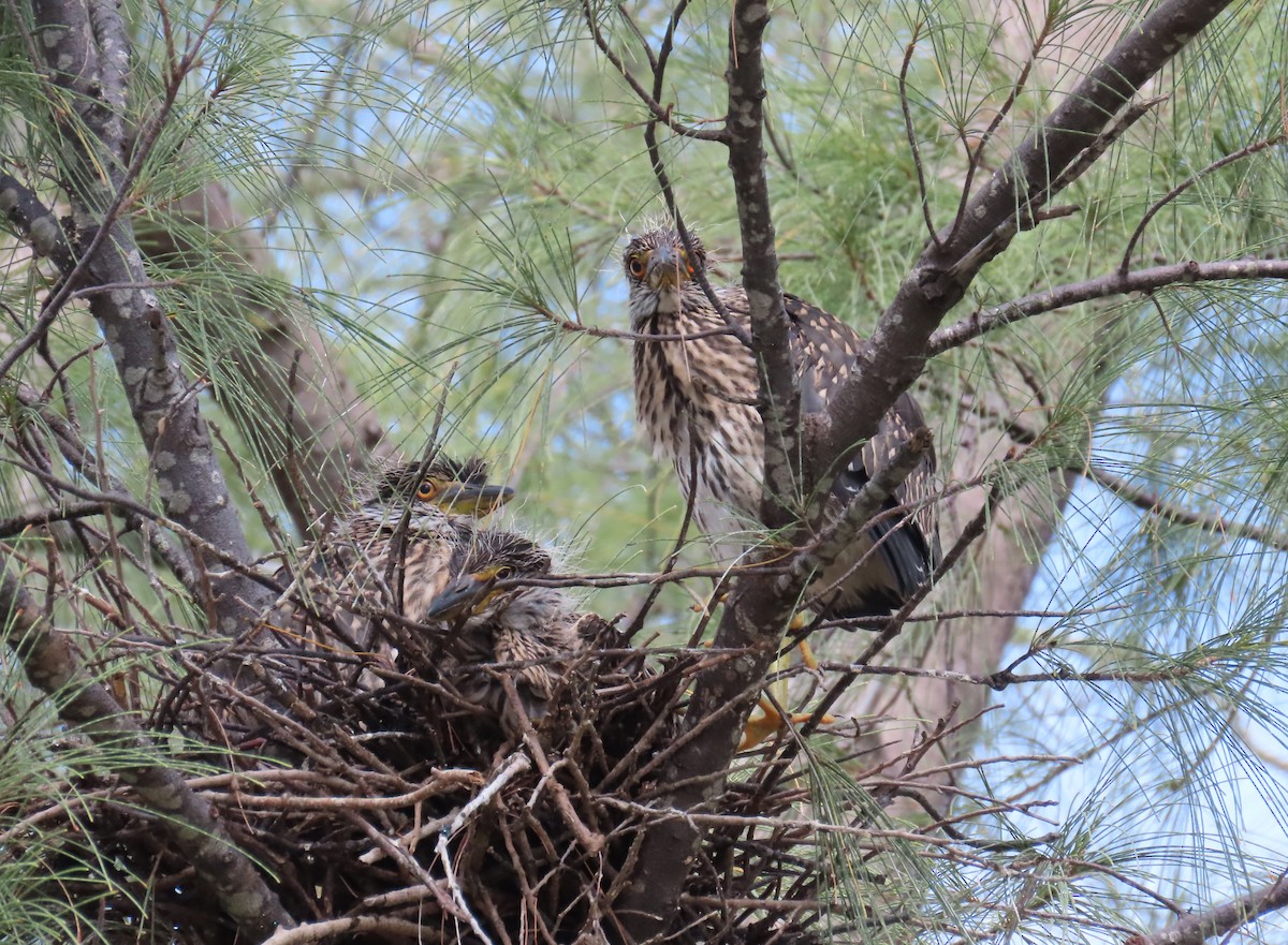 Yellow-crowned Night Heron - ML635708301