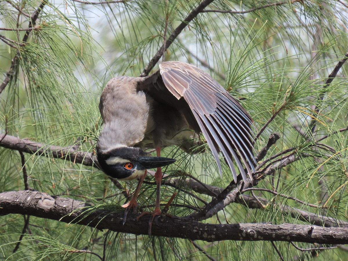 Yellow-crowned Night Heron - ML635708304