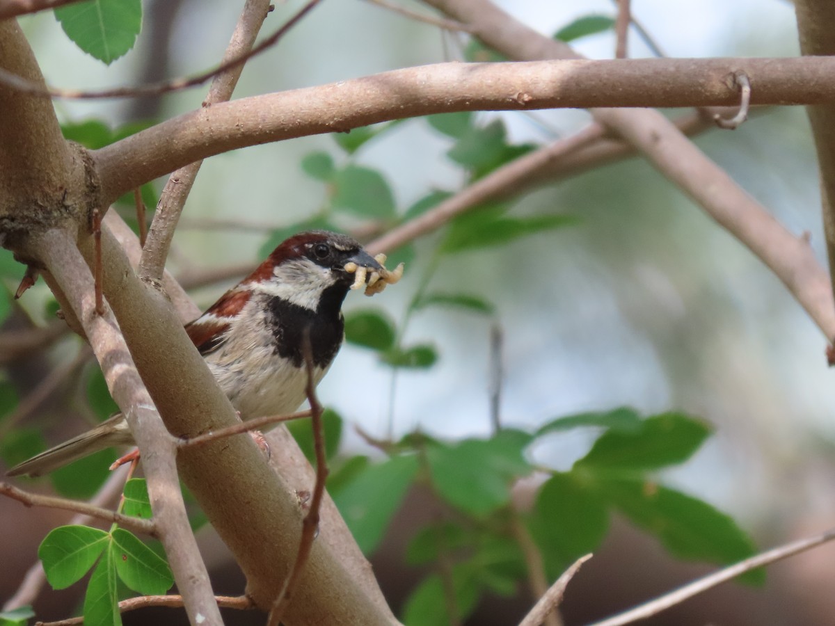 House Sparrow - ML635708345