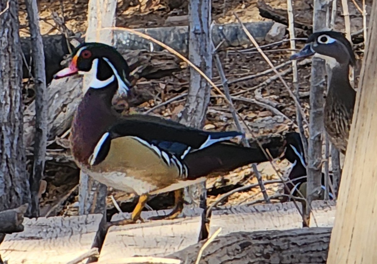 Pato Joyuyo - ML635708350