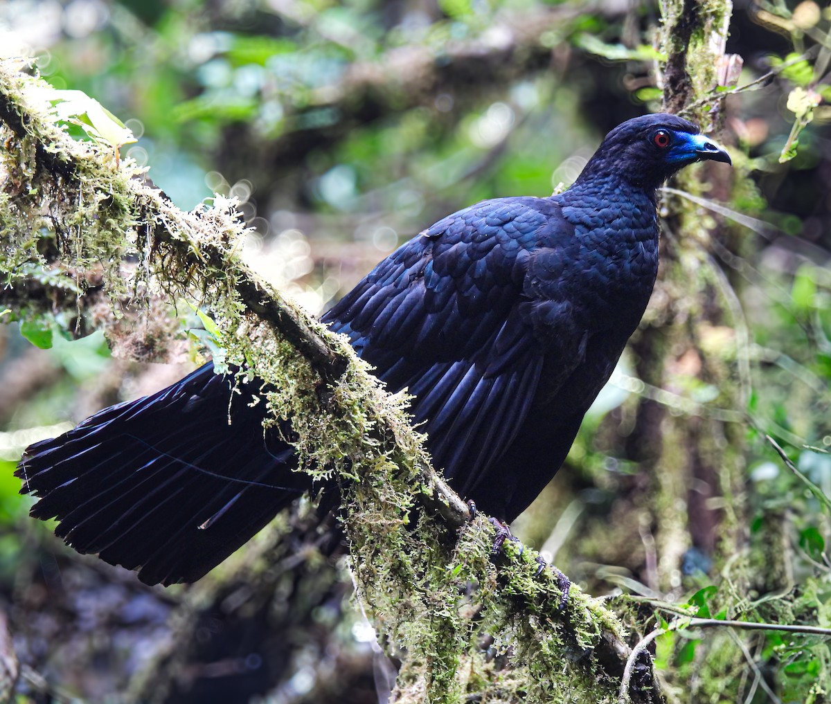 Black Guan - ML635708389