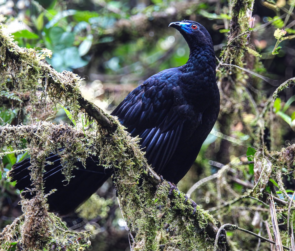 Black Guan - ML635708390