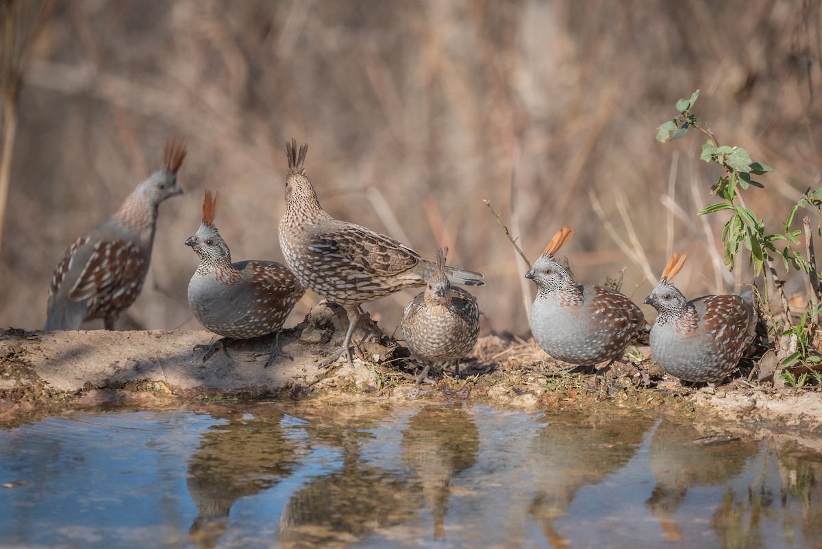 Elegant Quail - ML635708438