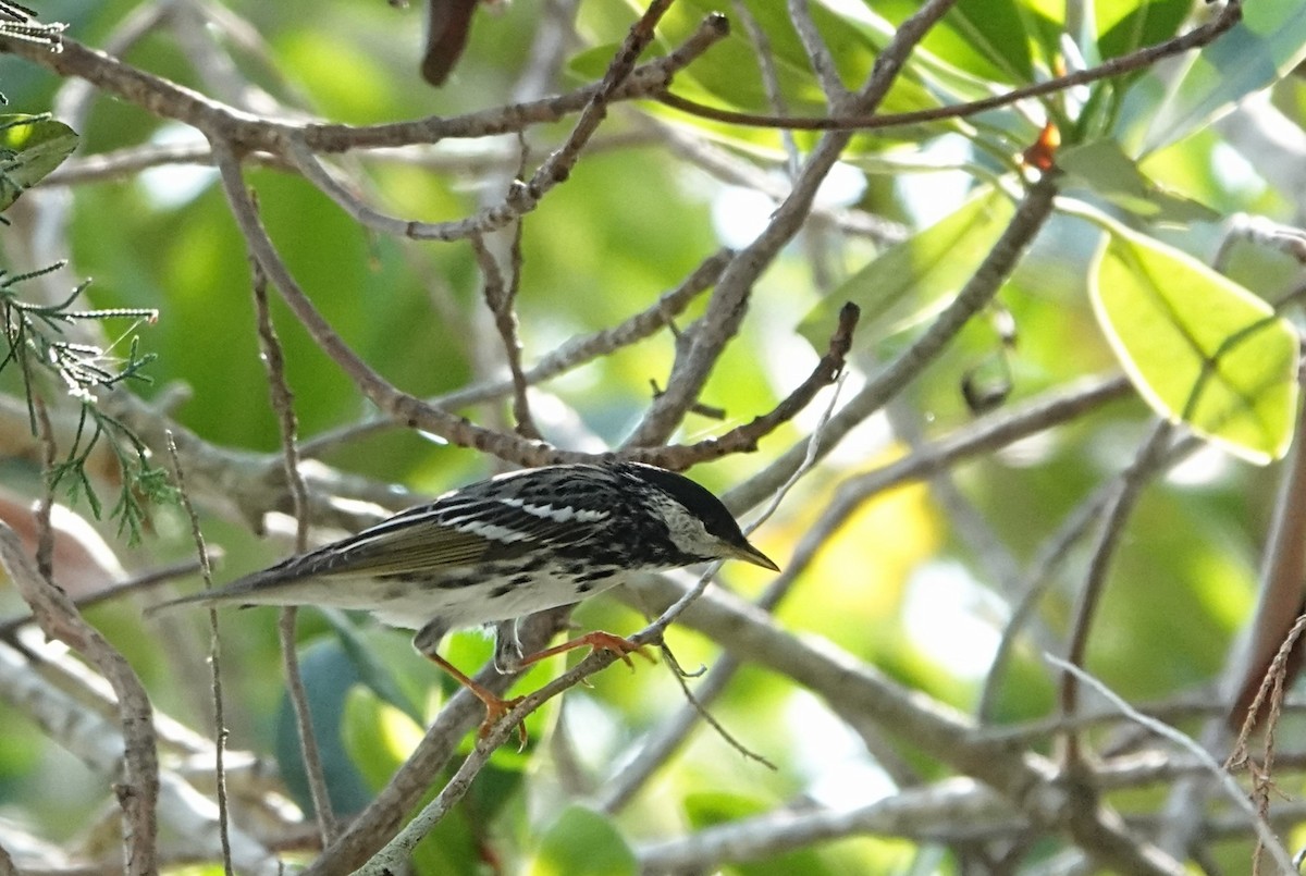 Blackpoll Warbler - ML635708486