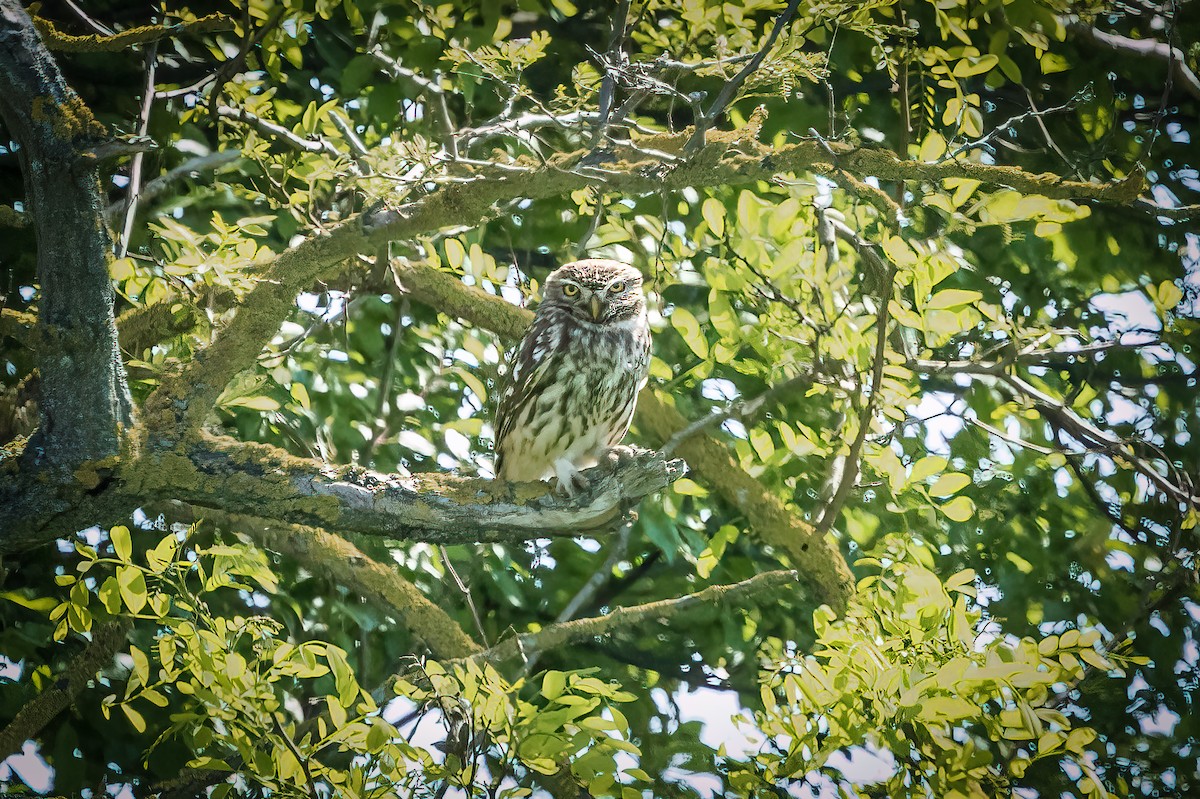 Little Owl - ML635708532