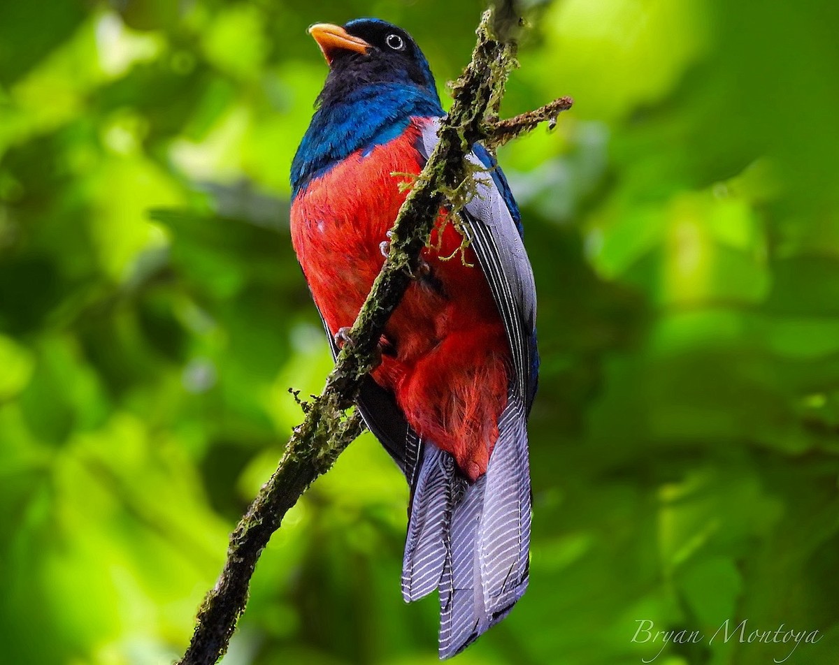 netthaletrogon - ML635708535