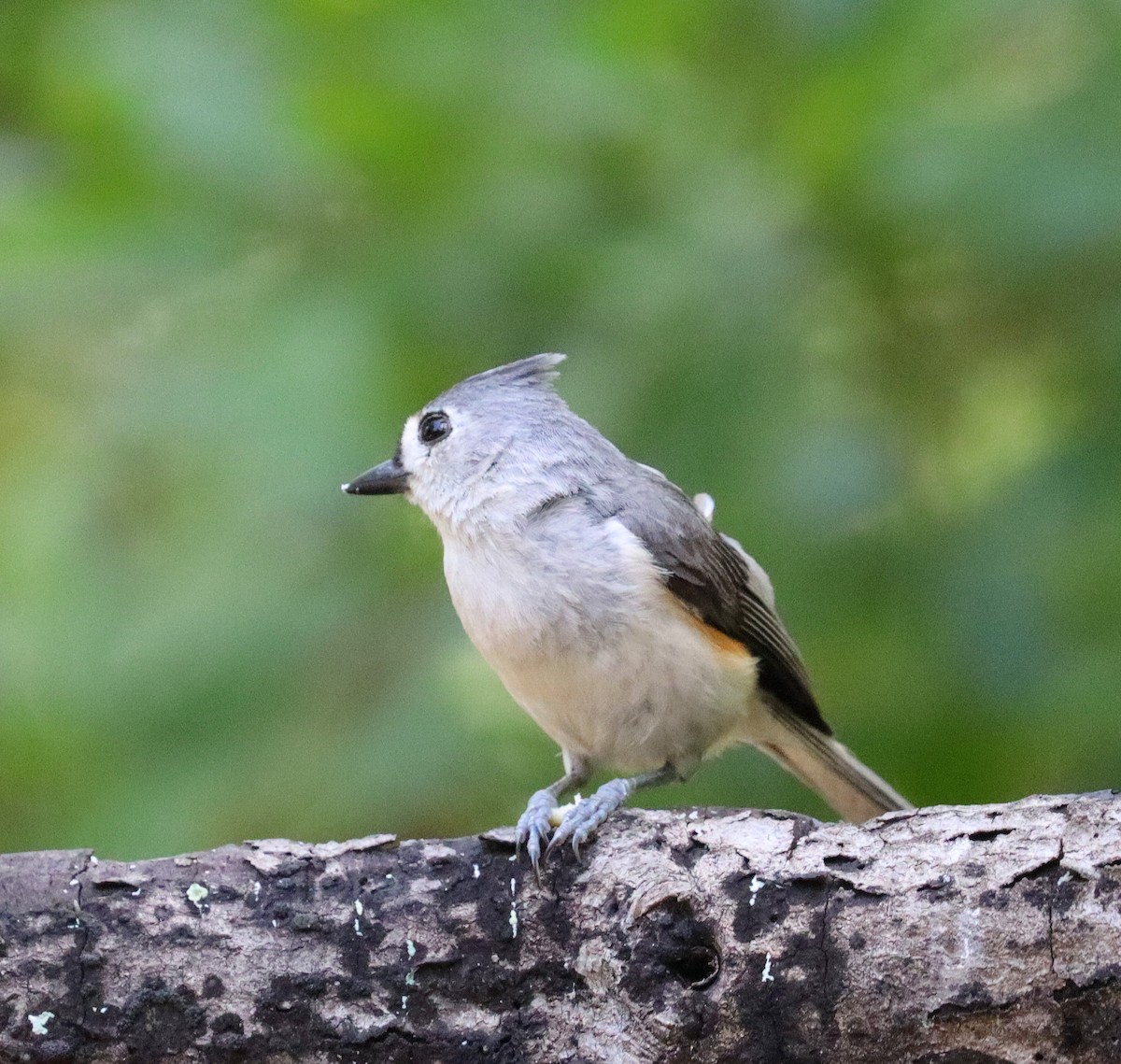 Tufted Titmouse - ML635708585