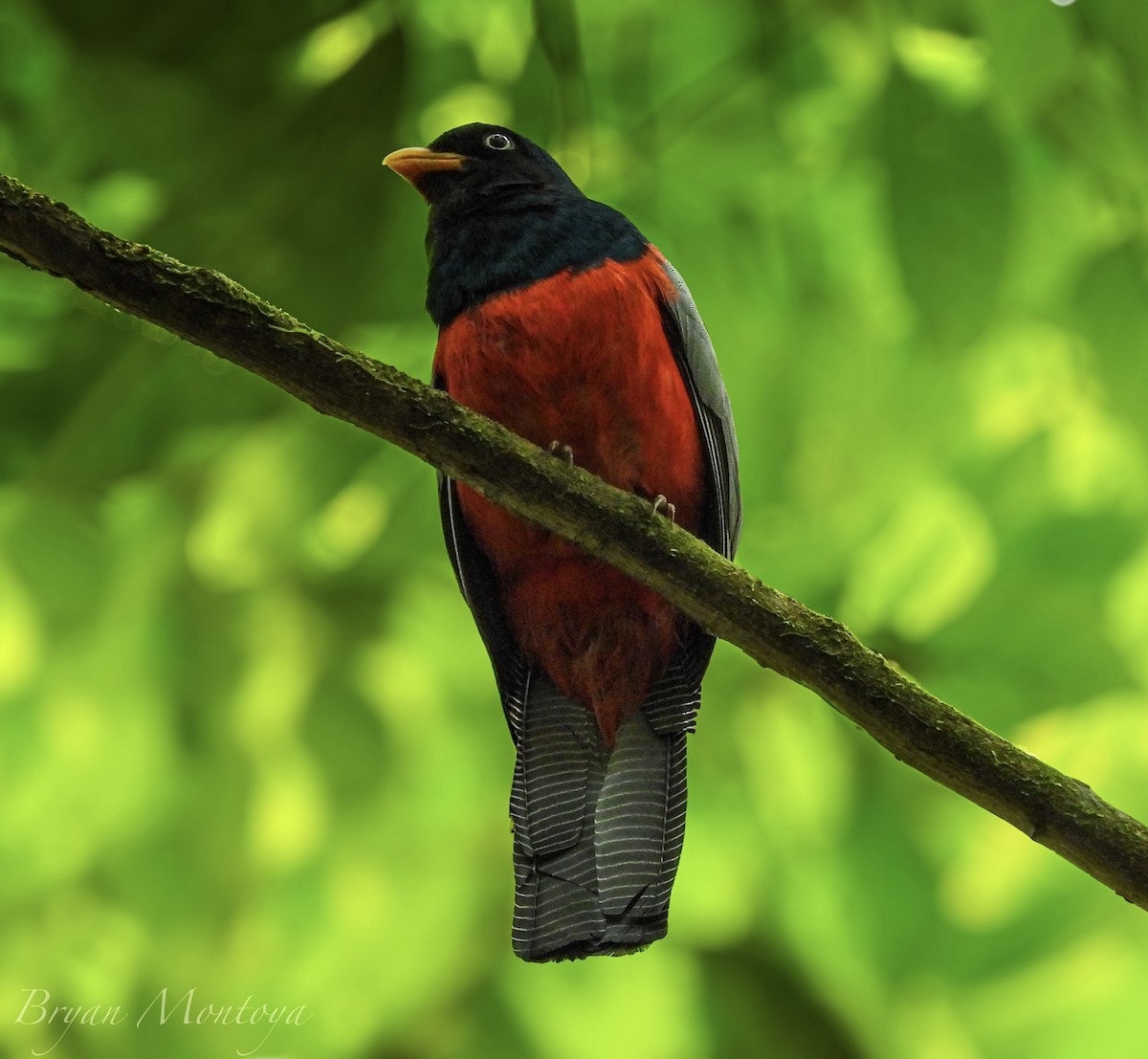 netthaletrogon - ML635708602