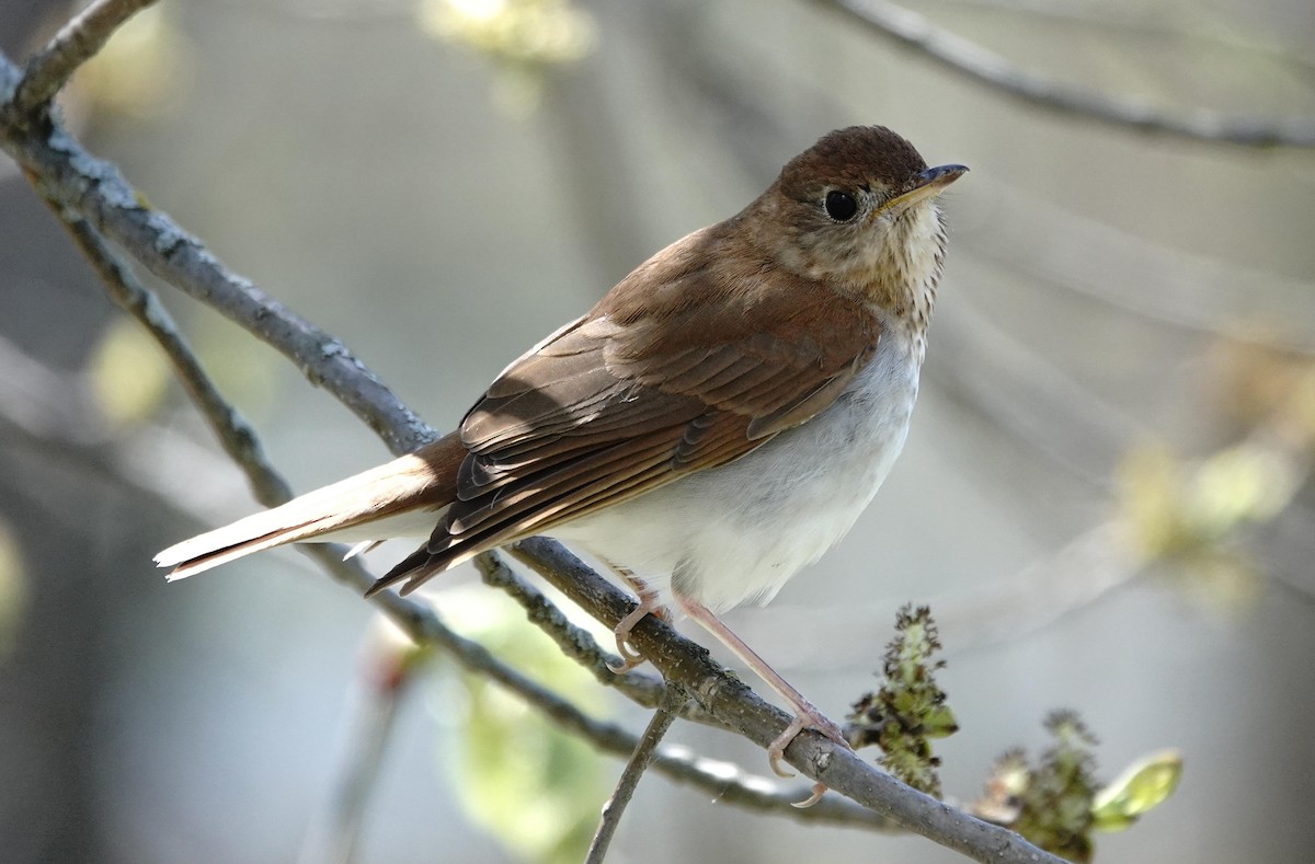 Veery - ML635708639