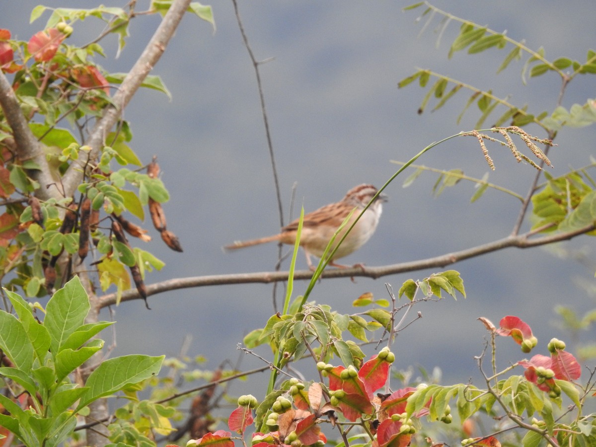 Yungas Sparrow - ML635708650