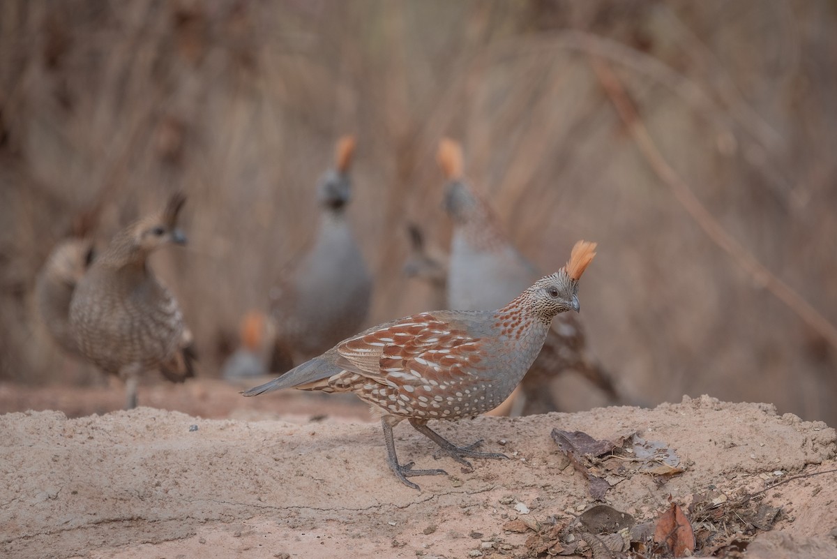 Elegant Quail - ML635708664