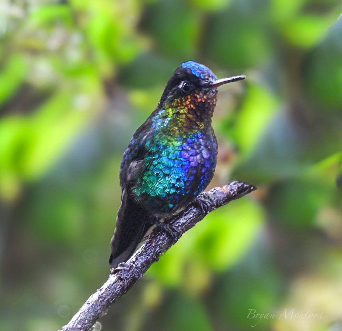 Fiery-throated Hummingbird - ML635708704