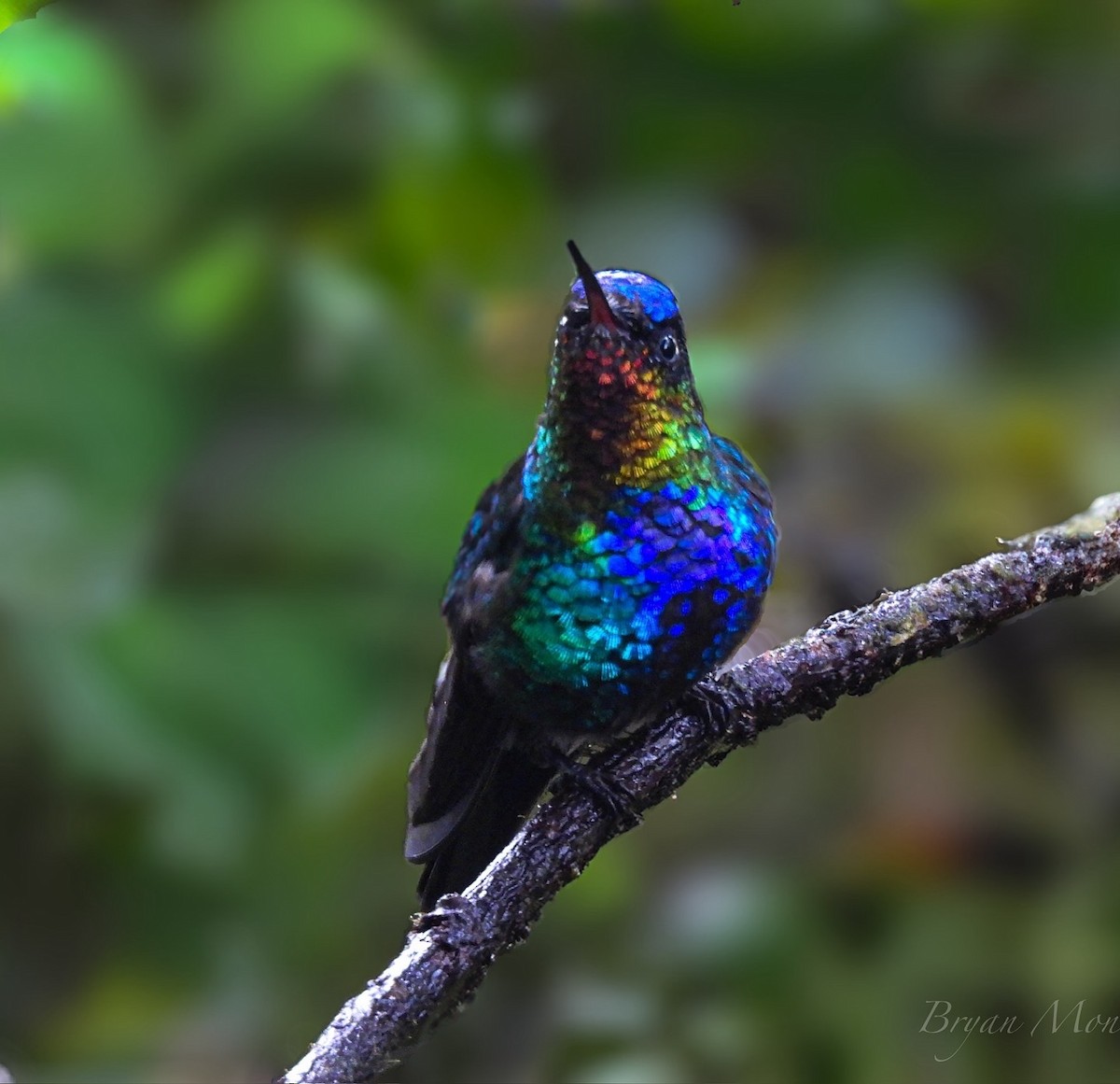Fiery-throated Hummingbird - ML635708705