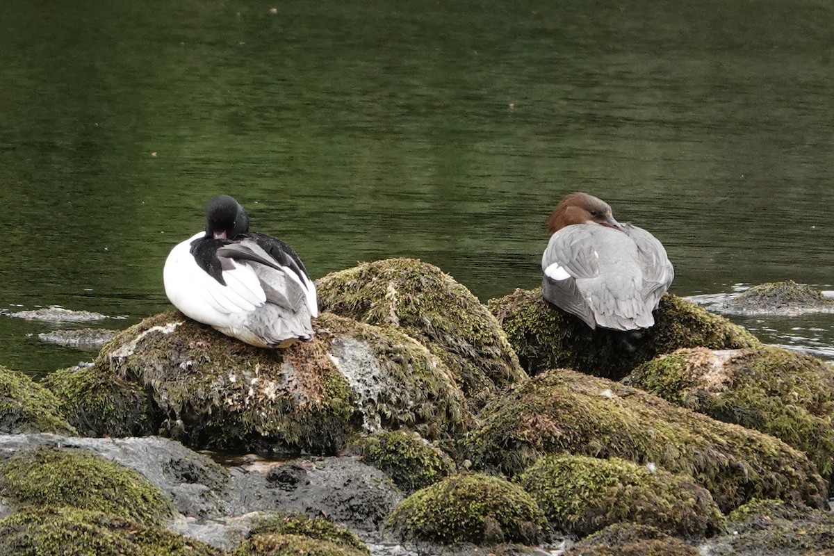 Büyük Tarakdiş - ML635708734