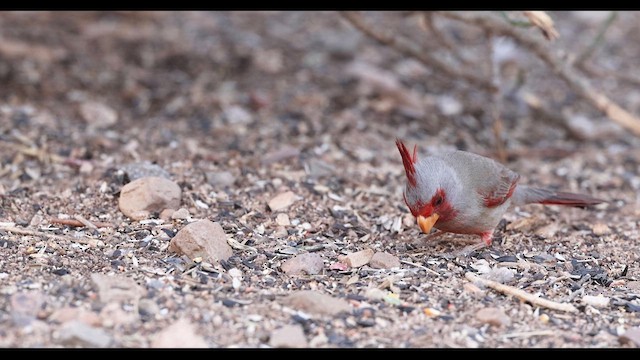 ørkenkardinal - ML635708740