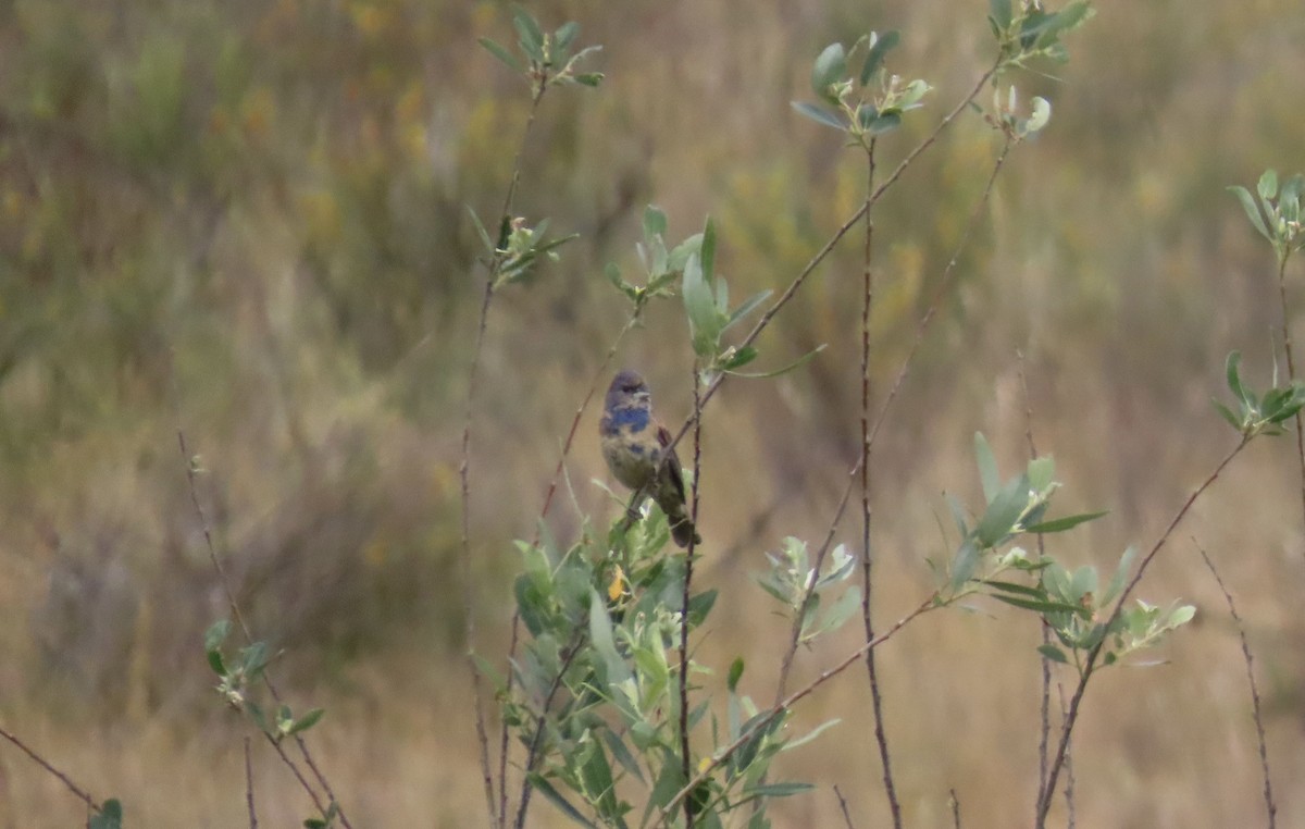 Blue Grosbeak - ML635708755